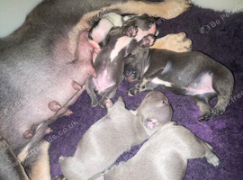 French bulldog puppies