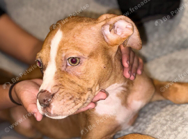 Staff cross alpha blue blood bull dog