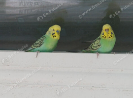 Young breeding hen and cock