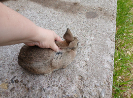 Mini lion lops