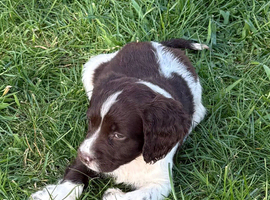 Stunning springer spaniel  pups