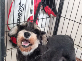 Miniature Schnauzers
