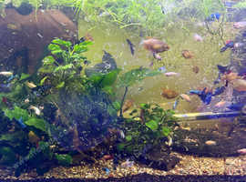 Happy To Rehome Any Tropical Fish