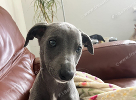 Beautiful Whippet Girl