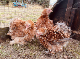 Frizzle feathered Pekin girls