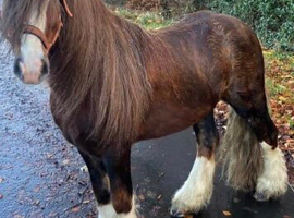 Mini blagdon cob