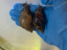 2 Giant African land snails (URGENT)