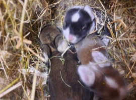 3 mini lop baby rabbits