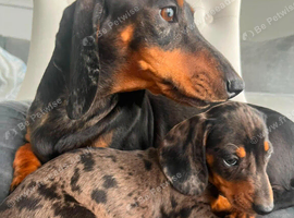 Miniature dachshund