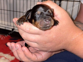 Rottweiler pupa