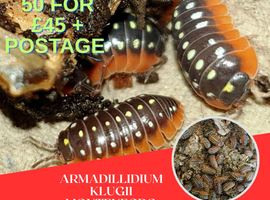 50 x Armadillidium Vulgare klugii Montenegro &pound;45 + Postage