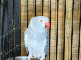 Grey adult female ringneck