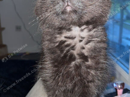 Maine coon x ragdoll