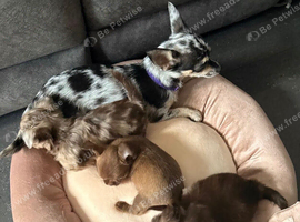 Beautiful Thailand chihuahuas