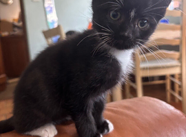 Female kitten 9 weeks old ready now