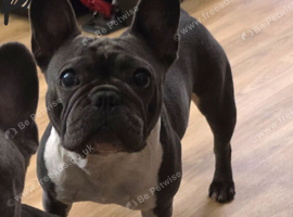 Female French bulldog