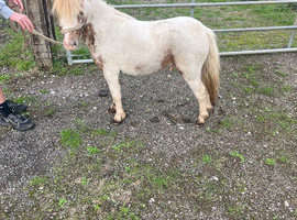 3 year old Shetland colt