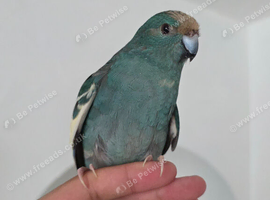 2 handtame kakarikis bradford