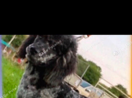 Stud dog