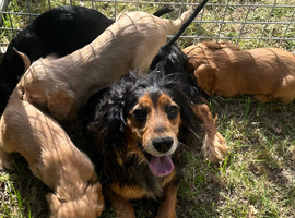 Amazing litter of cockalier pups ready now