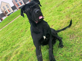 Male cane corso