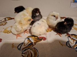 Mixed breed chicks