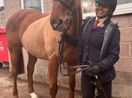Project 16.2 chestnut TB gelding 14 years old