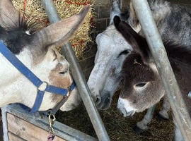 Jenny donkey , jenny foal and a lovely Jack .