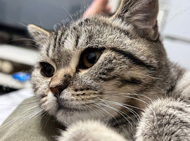 Scottish fold mixed