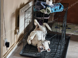 KC registered white boxer bitch