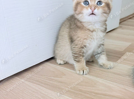 BSH kitten