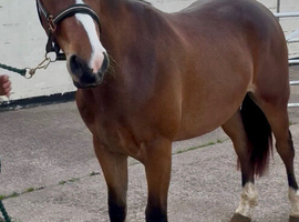 Stunning Connemara Gelding!