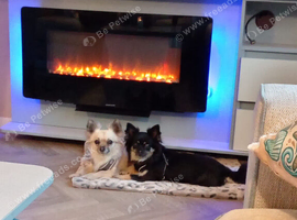 Rehoming our 2 Chihuahuas