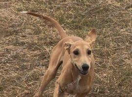Saluki greyhound
