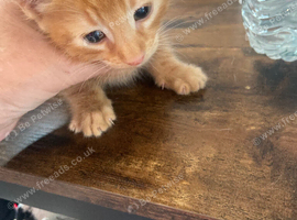 Male ginger kitten