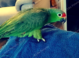 5 year old male Red Lored Amazon Parrot