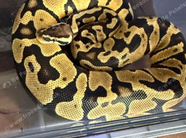 Snake and viv