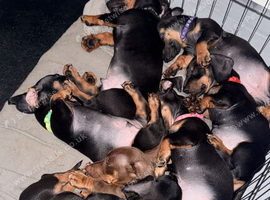 Dachshund puppies
