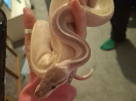 Purple passion ball python
