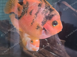 7 Parrot Fish 5-7"
