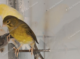 Timbrado canaries