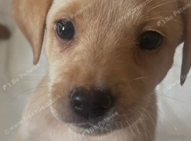 Gorgeous girl Labradors