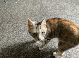 Mica is looking for her forever home
