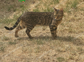 Young Bengal Queen