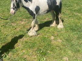 Selling my lovely horse called billy