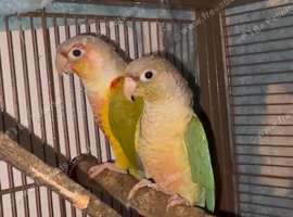 Green cheek conure pair