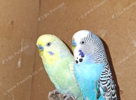 Male budgies