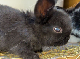 8 beautiful multi colour mini lop babies