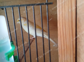 Cock canaries