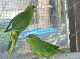 Baby kakarikis x 8 looking for new homes
